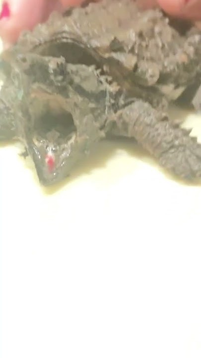 prehistoric-worm-tongue-fishing-lure-of-an-alligator-snapping-turtle