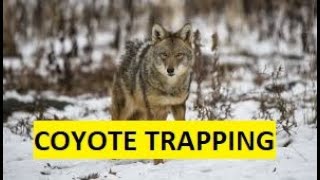 2020-2021 Trapping Season Ep5: Cable Restraints #coyotetrapping #cablerestraints