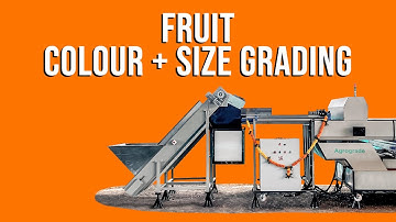 Mosambi and Pomegranate colour and size grading machine video