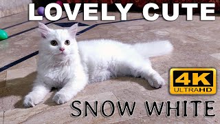 4K Snow White Cute Funny Cat Playing with Objects and Balls by DogKitty 20 views 2 years ago 10 minutes, 23 seconds