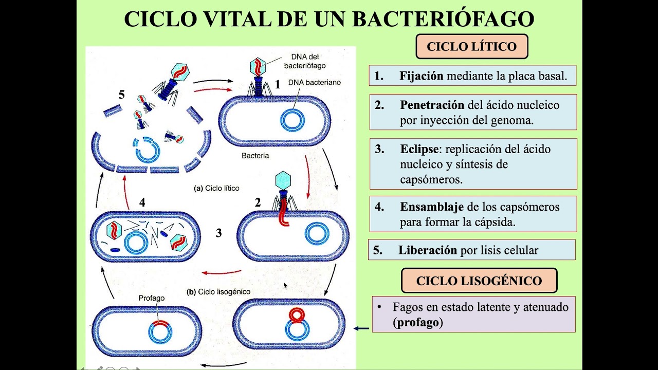 Tema 4 1 1 Virología