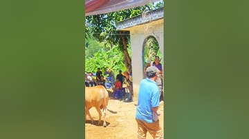 Lễ cưới theo phong tục tập quán ở quê - tronpiu vlog #shorts