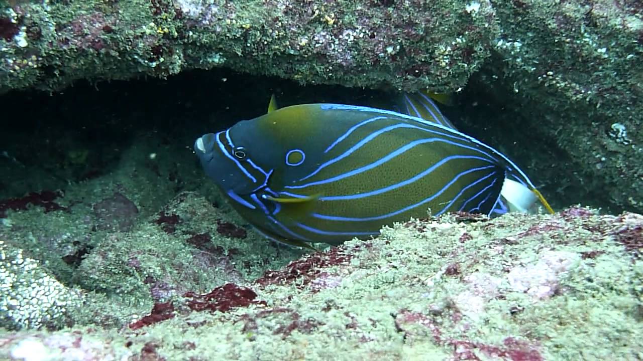 Blue Ring Angelfish (Pomacanthus annularis)