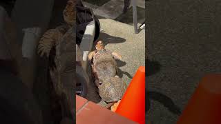 Eastern Box Turtle Mating Male Stands Upright