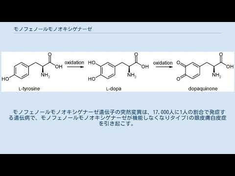 モノフェノールモノオキシゲナーゼ YouTube