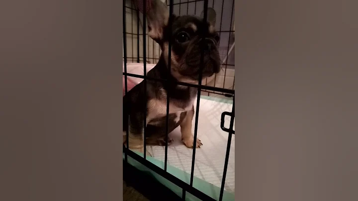 Just got a new dog bonnie