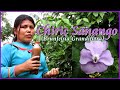 Chiric Sanango (Brunfelsia grandiflora) Dieta de la planta maestro- explicado con: Lucia Inuma Pezo