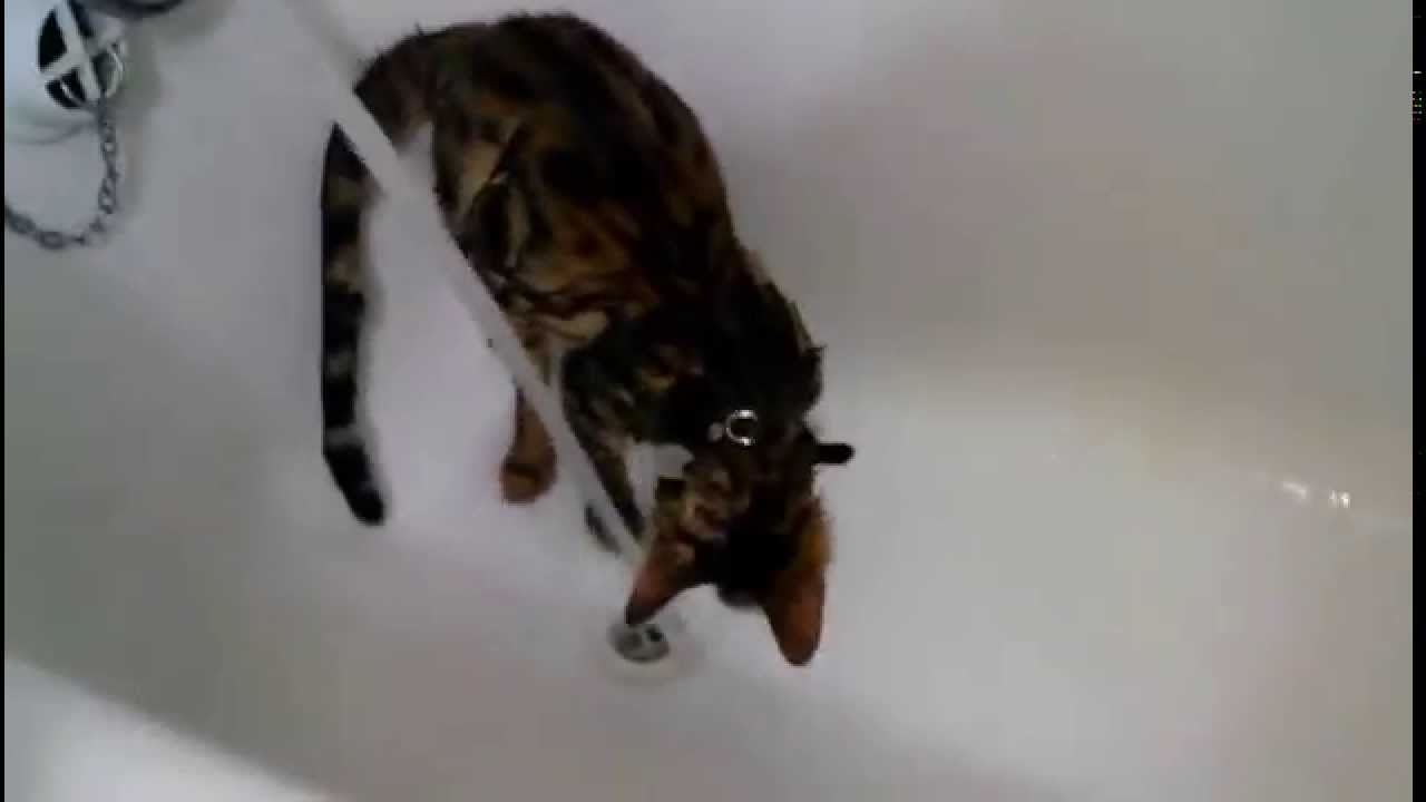 Бенгальский кот купается