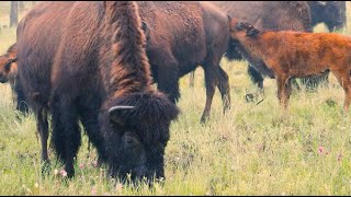 Wild Vermejo | Building a better conservation philosophy