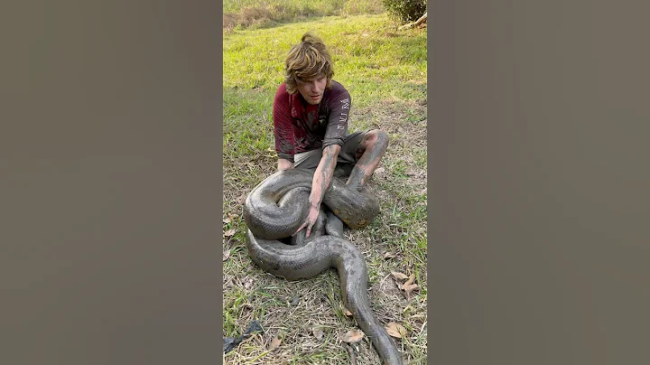 Watch and learn! #wildlife#anaconda#animals#colombia#snake#crocodile#shorts#adventure#crazy#funny