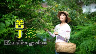 【南方小蓉 XiaoRong】初秋，采一种叫“苦丁茶”的野生树叶，熬制茶叶 特别好喝