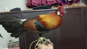 Qaib qus ma zoo nraug tiag2 li nawb