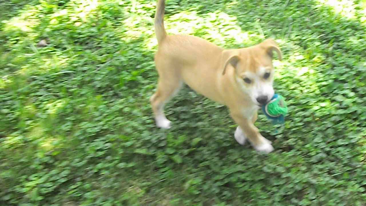 Cute American Bulldog Husky Mix