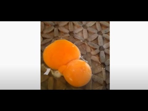 Wideo: Dlaczego W Jajku Mogą Być Dwa żółtka