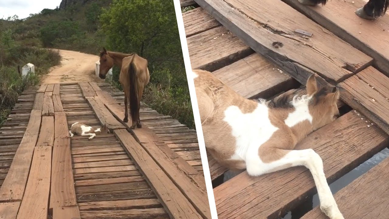 Мужчина заметил одинокую лошадь на мосту. Присмотрелся и ахнул!