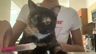 Relaxing head and shoulder massage on cat ASMR by SandyPetMassage 12,267 views 3 years ago 5 minutes, 11 seconds