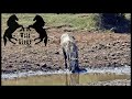 Preživljavanje Slobodnih Konja u Divljini | Survival of Free Horses in the Wilderness