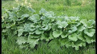 Extending Rhubarb Growing Season