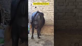 14+ दूध की पहलन झोटी खरीदे #murrah #buffalo #khuranadairyfarm #ganganagar #shortsfeed #shortvideo