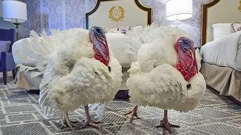 Giving thanks: Two turkeys receive presidential pardons ahead of Thanksgiving