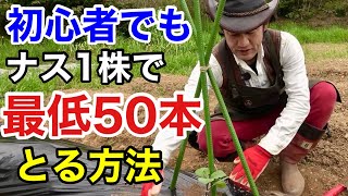 Anyone Can Do It] How to Harvest So Many Eggplants You Won't Know