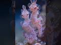 Silent and Alive #DeepSea #OceanMystery #AbyssalZone #LifeInTheDark #HiddenWorld #UntouchedDepths