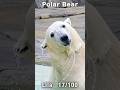 狭いプールで激しく遊ぶホッキョクグマ親子 #polarbear #shorts