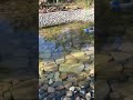 Handmade pond build part 24 water Lillie’s planted to protect water from sunlight #pondbuilding