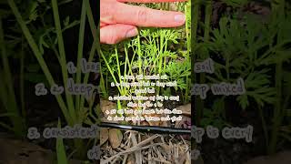 Growing carrots 🥕 and taking names 🤪 #ihavethisthingwithplants #gardening #garden #gardengirl