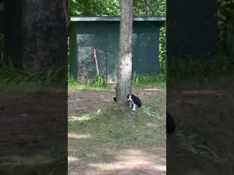Video of Willow Shores Campground, MI from David B.
