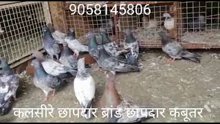 ललसिरे,कलसिरे,छापदार ब्रांड छपेहुए कबूतर फॉर सेल ! location-Najibabad Uttar Pradesh ! 9058145806