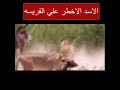 قوة الاسد يهجم علي الفريسه