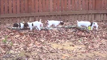 German Shorthaired Pointers Outside at 7 weeks