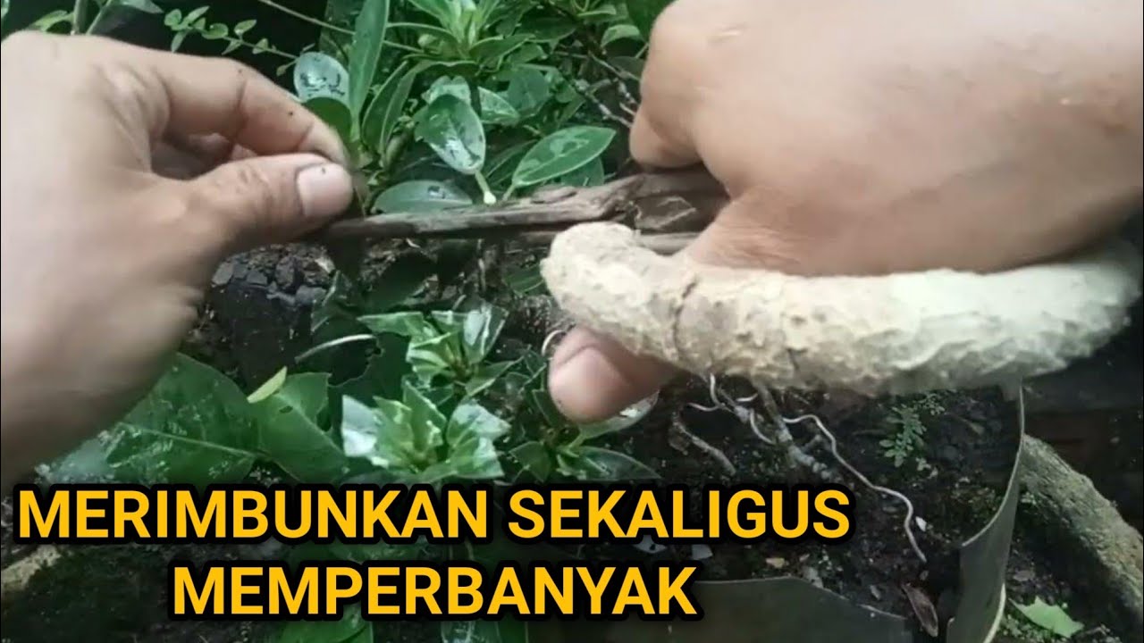 cara-membuat-bonsai-beringin-dolar-korea-rimbun-dan-cara-stek-nya-youtube