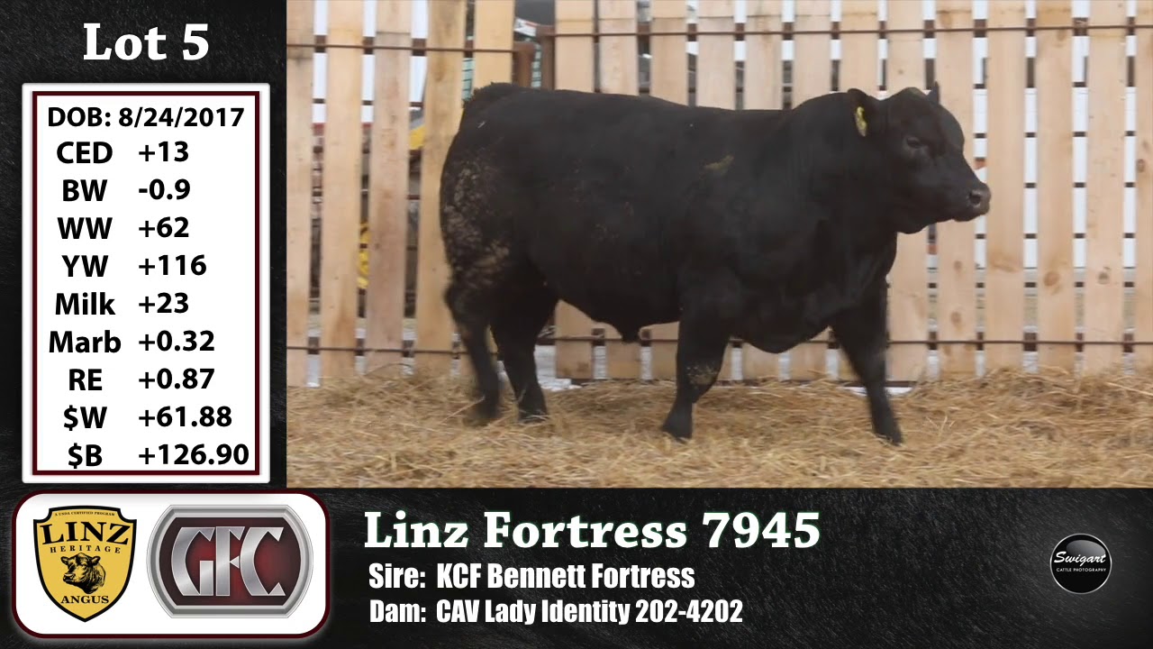 angus tasty Linz Gaffney Lot 5