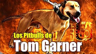 45 Años Criando Campeones:  Tom Garner y sus Pit Bulls Épicos 🏆🐾 by EADD CHANNEL STUDIOS 928 views 3 days ago 3 minutes