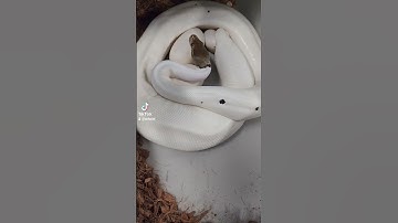 A short video of a female laying eggs! #ballpython #snake #reptiles #shorts