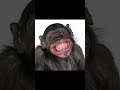 When you have unserious friend #funny  #youtubeshorts