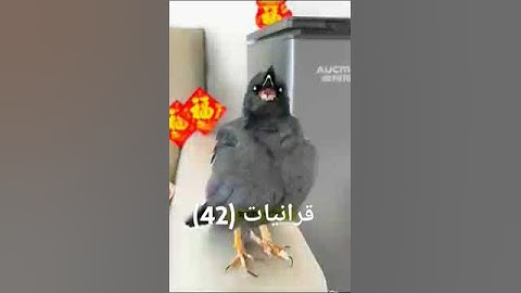 مشهدا مبهر _طائر يتاثر ويتفاعل مع تلاوة ايات من الذكر الحكيم