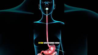 🔥“How a PEG Feeding Tube Is Placed!😱Stunning 3D Animation Shows the Full Procedure!” #shorts #viral