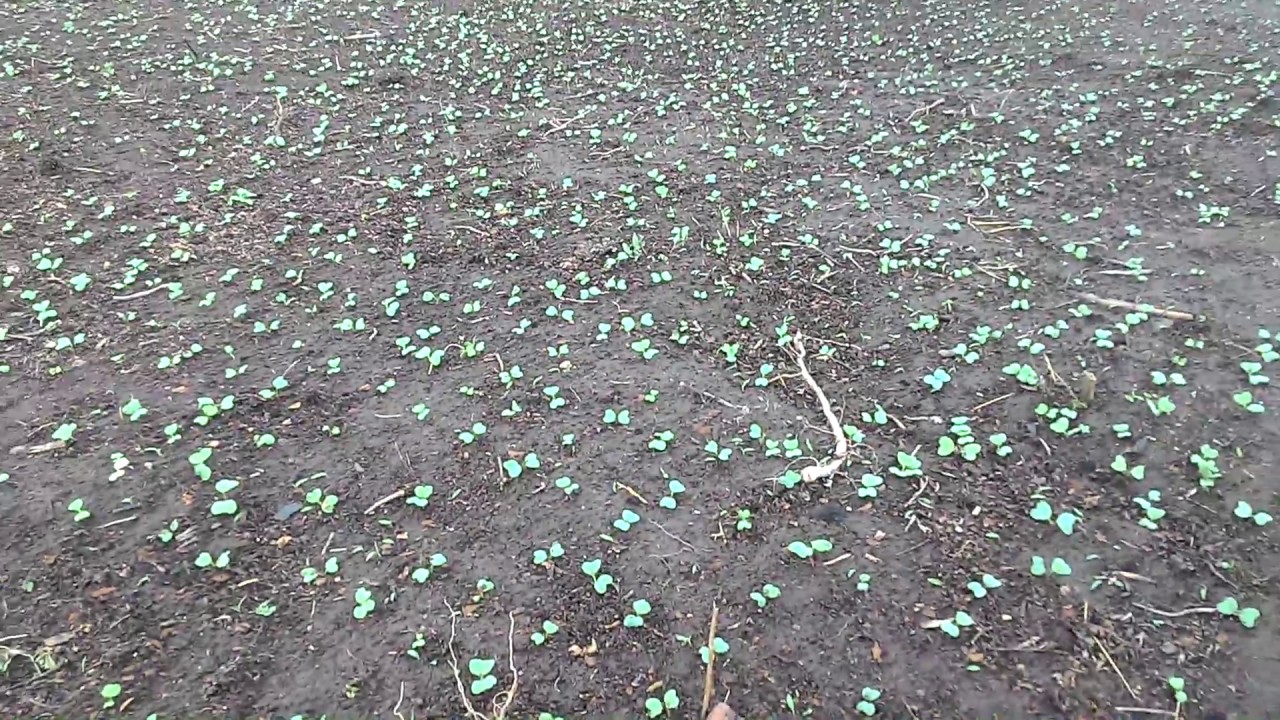 Редис в открытый грунт семенами. Посев редиса в открытый грунт на осень. Посадка редиса под пленку в апреле. Редис в грунт под агроволокно видео. Почва подходящая для редиски.