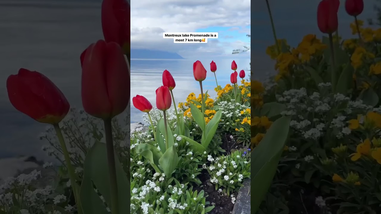 Most beautiful lake promenade?