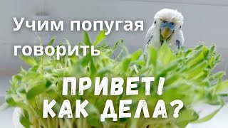 Учим попугая говорить "Привет! Как дела?"