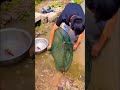 🐠 fish#viralvideo #fishing #fish #trendingshorts #localfish #funny #fishingvideo#fishinglife
