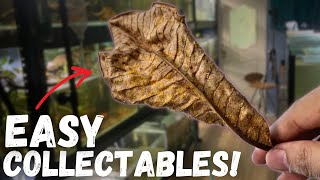 8 Easy Collectables for Your Aquarium!