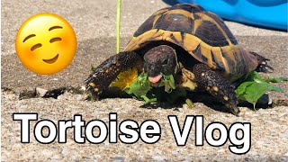 Outside With My Tortoise Blue & Vlog