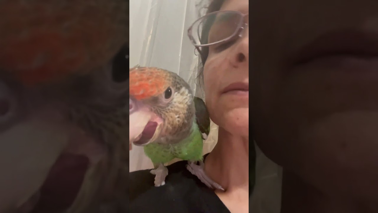 Me trying to work - Max Cape Parrot 🦜 wanting pets. Bird enchantment!
