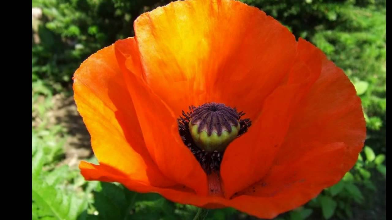 Robert Stolz, 20 Blumenlieder - Klatschrose (Chatter Poppy, Le coquelicot)