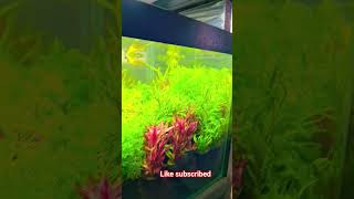 Live plant aquarium???? amazing viral like subscribed YouTube channel