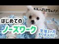 生後３ヶ月の極小ポメチワが！！初めてのノーズワーク！？【ポメチワ/カニンヘンダックス】